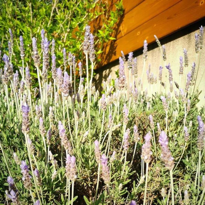 Maison De Vacances L'Hote Champetre Campagne Arlesienne מראה חיצוני תמונה